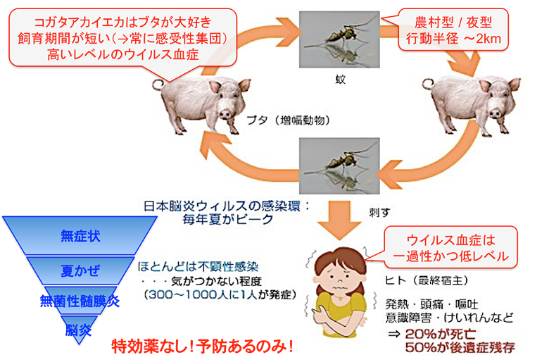 日本脳炎はどういう風に感染するの？